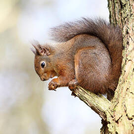 Red Squirrel Portrait by Grant Glendinning