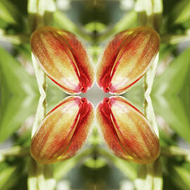 Red Tulip by Silvia Otte