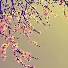 Sakura by Marianna Mills