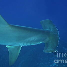 Scalloped Hammerhead sharks by Sami Sarkis Photography