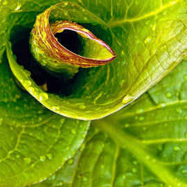 Spiral by Jeff Sinon