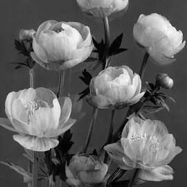 Still Life Of Flowers by J. Horace McFarland