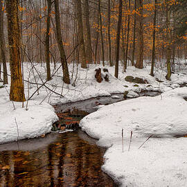 Stream Through The Misty Winter Woods by Jeff Sinon