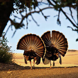 Strutten their Stuff by Beth Sargent