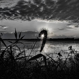 Shining Sun Over The Refuge by Dale Kauzlaric