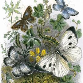 The Butterfly Vivarium by English School