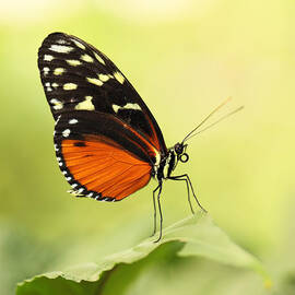 Tiger longwing by Grant Glendinning