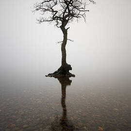 Tree by Grant Glendinning