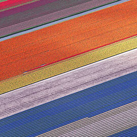Tulip Fields Between Sassenheim And by Atlantide Phototravel