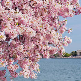 Usa, Washington Dc, Cherry Tree In by Tetra Images