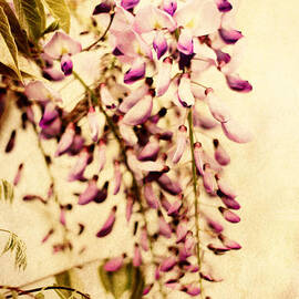Vintage Wisteria by Jessica Jenney