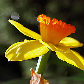 wide open by Joe Schofield