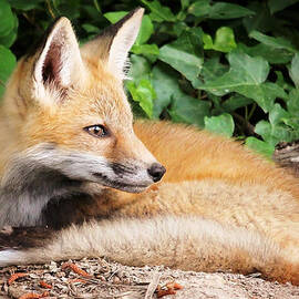 Young Fox by Stacy Abbott