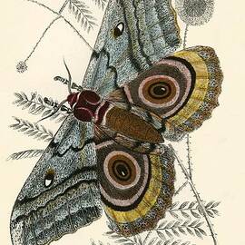Butterflies by English School