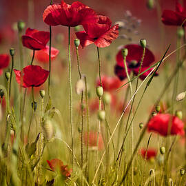 Summer Poppy by Nailia Schwarz