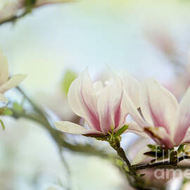 Magnolia Flowers by Nailia Schwarz