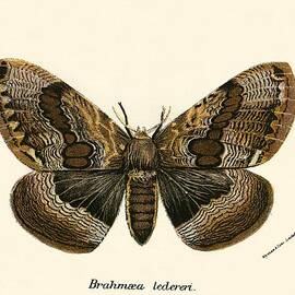 Butterflies by English School