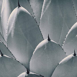 Agave Leaves by Kelley King