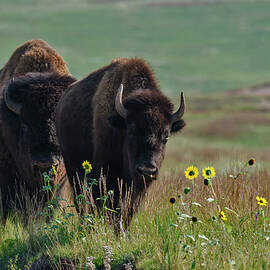Bison Buffalo In Wind Cave National Park by Mark Newman