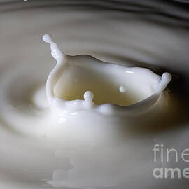 Drop of milk splashing by Sami Sarkis Photography