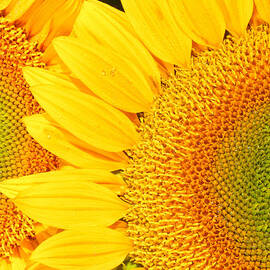 2 faced by Jean Noren