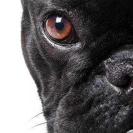French Bulldog by Retales Botijero