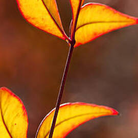 Glowing by Kelley King