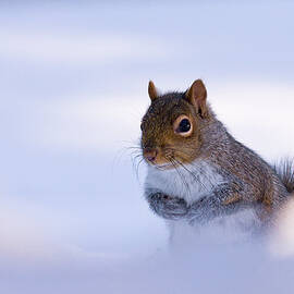 Grey Squirrel In Snow by Jeff Sinon