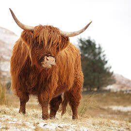 Highland Cow by Grant Glendinning