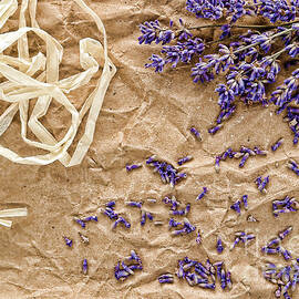 Lavender Flowers and Seeds by Olivier Le Queinec