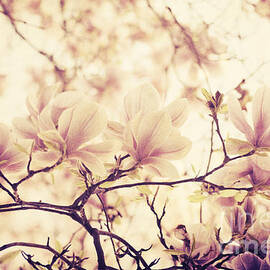 Magnolia in Spring. Retro filter by Jelena Jovanovic