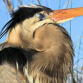 Nap Time by Adam Jewell