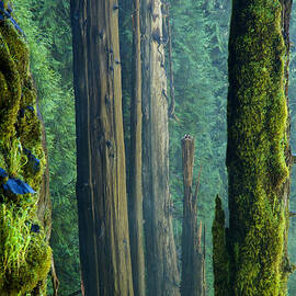 Northwest Forest    by Mary Lee Dereske