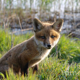 Red Fox Kit by Olivier Le Queinec