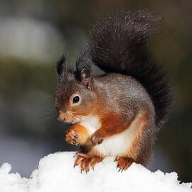 Red Squirrel by Grant Glendinning