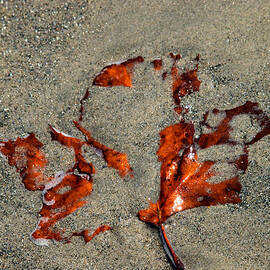 remembrance by Joe Schofield