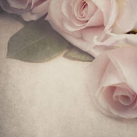 Roses on vintage background by Jelena Jovanovic