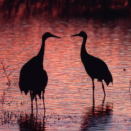 Sandhill cranes by Steven Ralser