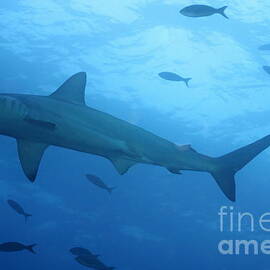 Scalloped Hammerhead sharks by Sami Sarkis Photography