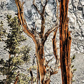 Sticks by Kelley King