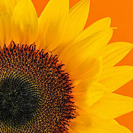 Sunflower closeup 2 by Elena Elisseeva