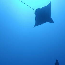 Swimming Spotted Eagle rays by Sami Sarkis Photography