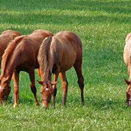 Thoroughbreds by Olivier Le Queinec