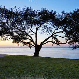 Tree by the Bay by Kelley King