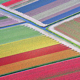 Tulip Fields Between Sassenheim And by Atlantide Phototravel