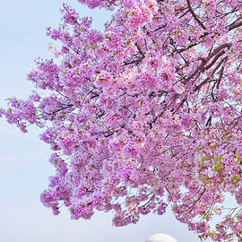 Usa, Washington Dc, Cherry Tree In by Tetra Images