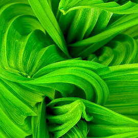 Wavy Green by Jeff Sinon