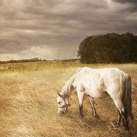 White Horse by Jelena Jovanovic