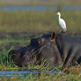 Wildlife Of Chobe Natiobal Park by Winfried Wisniewski