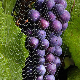 Wine in a web by Jean Noren